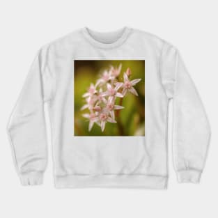 Jade plant flowers Crewneck Sweatshirt